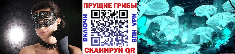 Купить  Елабуга  Псилоцибиновые грибы Cubensis 